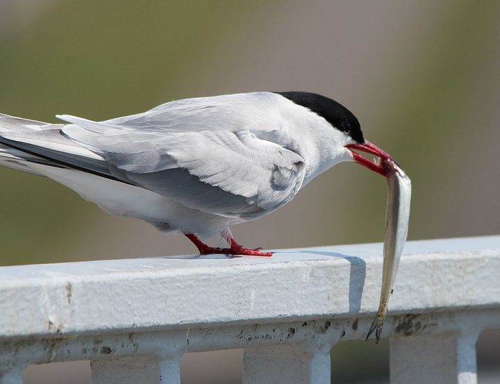 food bird animal animals